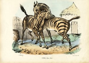 Zèbre, 1863-79